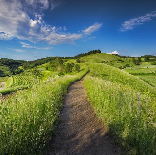 Eine Wiese mit einem Weg, der bis zum Horizont führt. Im Hintergrund blauer Himmel.