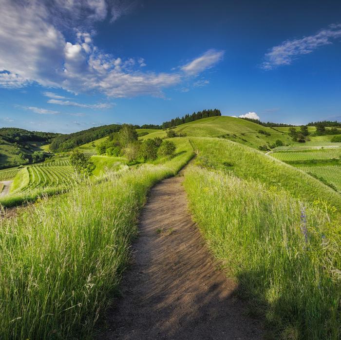 Eine Wiese mit einem Weg, der bis zum Horizont führt. Im Hintergrund blauer Himmel.