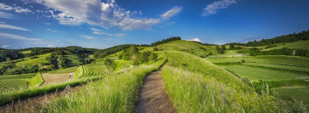 Eine Wiese mit einem Weg, der bis zum Horizont führt. Im Hintergrund blauer Himmel.